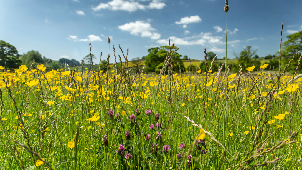 A serene, sun-dappled meadow, its lush green grass dotted with vibrant wildflowers. In the foreground, a person sits cross-legged, eyes closed in quiet contemplation, their face exuding a sense of inner peace and focus. Rays of warm, golden light filter through wispy clouds, casting a soft, inspiring glow across the scene. In the middle ground, a path winds its way through the meadow, symbolizing the journey towards mental clarity and motivation. In the distance, a majestic mountain range stands tall, its peaks touching the boundless, azure sky - a visual metaphor for the boundless potential within. The overall atmosphere is one of tranquility, self-reflection, and the power of the human spirit to overcome challenges and unlock its true capabilities.