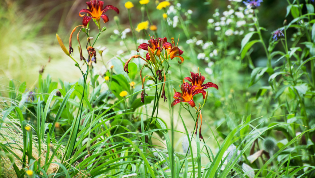A vibrant field of blooming flowers, each stem an embodiment of resilience, stretches out before a rugged mountain landscape. The sun's warm rays illuminate the scene, casting a hopeful glow. In the foreground, a single delicate flower emerges from a cracked, parched earth, its petals unfurling with determination. The middle ground features a winding path, suggesting the journey of overcoming obstacles, leading towards the towering peaks in the distance. The composition is balanced, with the lush flora contrasting against the stark, weathered rocks, symbolizing the capacity for growth and renewal in the face of adversity. The overall mood is one of inspiration and perseverance, capturing the essence of "Overcoming Obstacles with Resilience".