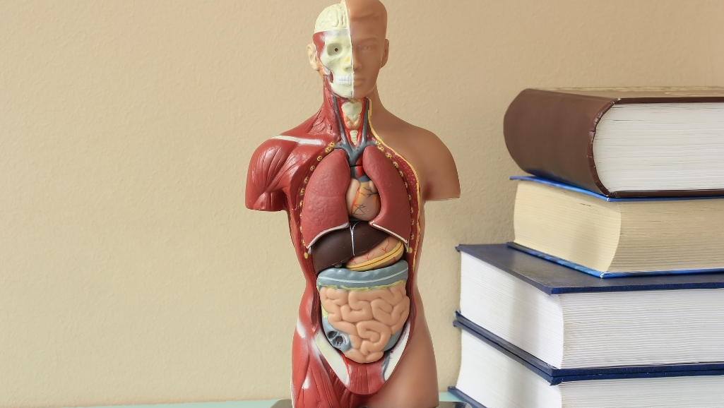 A detailed anatomical illustration of the human body's stress response. A cross-section of the torso, centered on the heart and lungs, with the nervous system, endocrine glands, and circulatory system prominently featured. Rendered in a realistic, medical-textbook style with muted colors and subtle lighting from an overhead source, casting soft shadows. The composition emphasizes the interconnectedness of the body's systems, highlighting how stress triggers a cascade of physiological changes. The overall mood is one of clinical, scientific curiosity, inviting the viewer to better understand the complex inner workings of the body under stress.